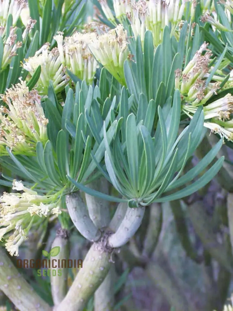 Senecio Kleinia Seeds - Rare Succulent Plant For Gardening Enthusiasts | Buy Organic Online