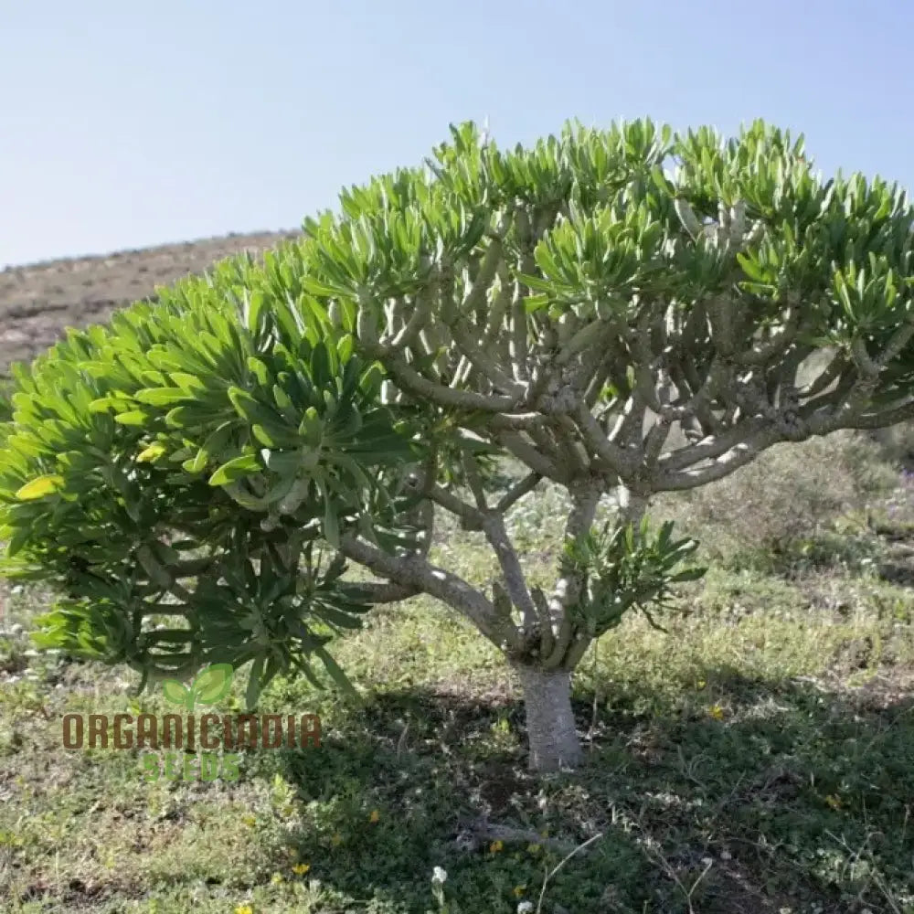 Senecio Kleinia Seeds - Rare Succulent Plant For Gardening Enthusiasts | Buy Organic Online