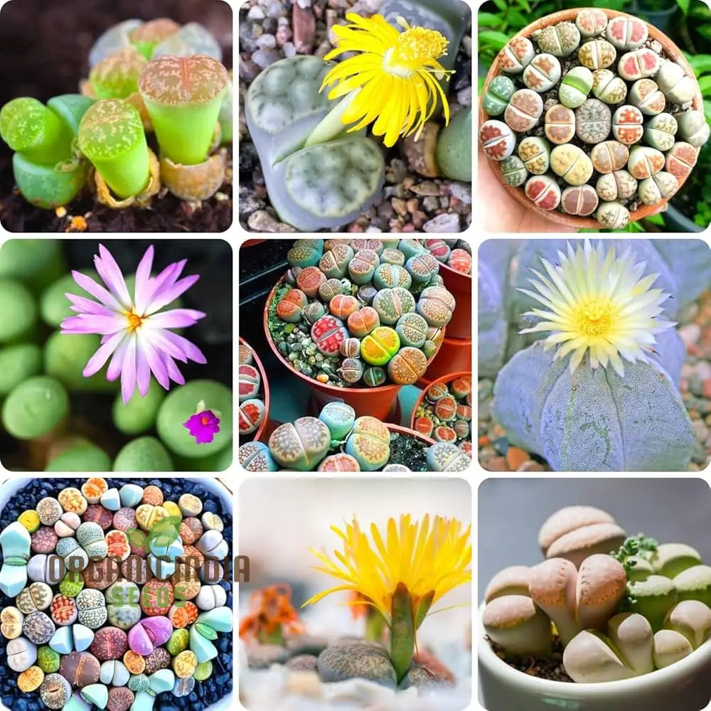 Senecio Mixed Succulent Seeds Lithops Rare Living Stones Cactus - For Home Garden | Exotic Planting