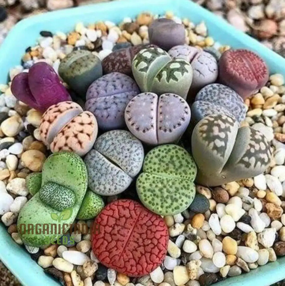 Senecio Mixed Succulent Seeds Lithops Rare Living Stones Cactus - For Home Garden | Exotic Planting