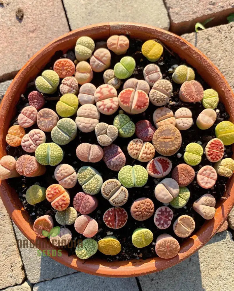 Senecio Mixed Succulent Seeds Lithops Rare Living Stones Cactus - For Home Garden | Exotic Planting