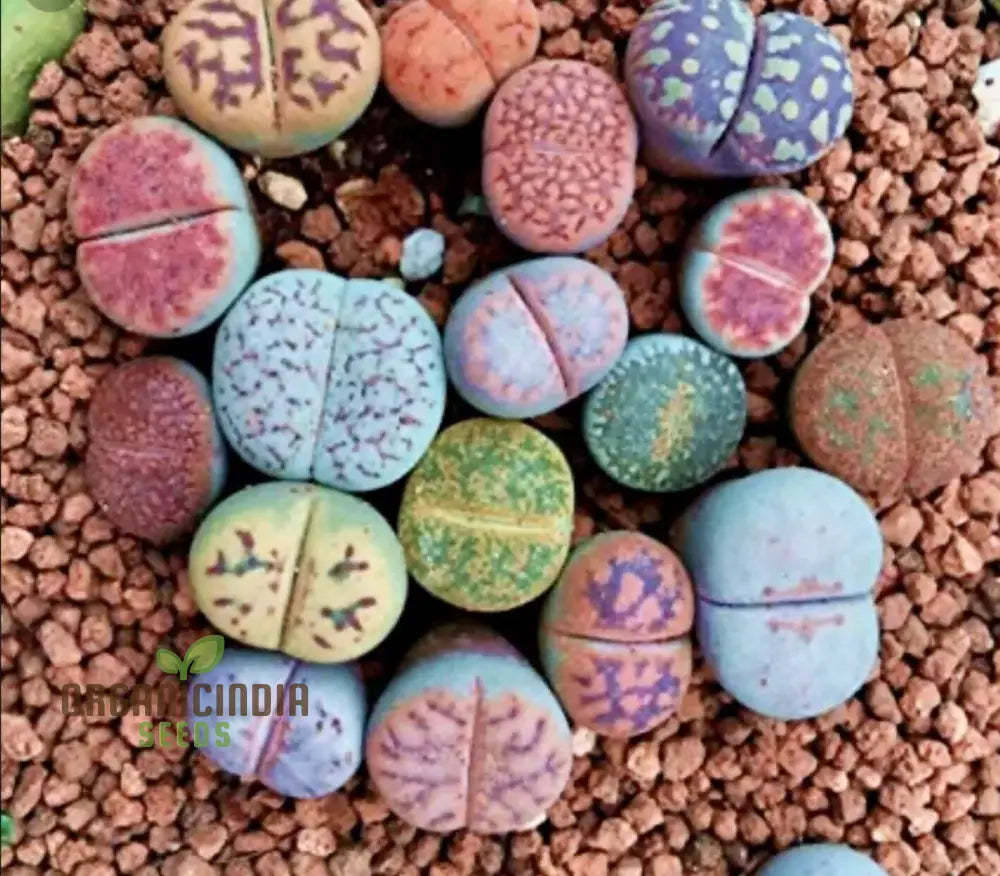 Senecio Mixed Succulent Seeds Lithops Rare Living Stones Cactus - For Home Garden | Exotic Planting