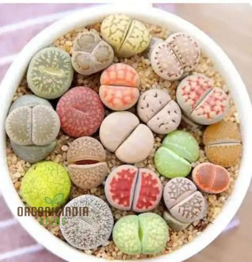 Senecio Mixed Succulent Seeds Lithops Rare Living Stones Cactus - For Home Garden | Exotic Planting