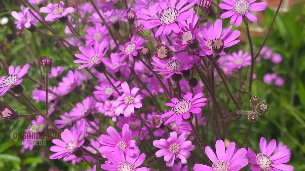 Senecio Polyodon Seeds - Exotic Gardening Plant For Unique Landscapes And Succulent Collections