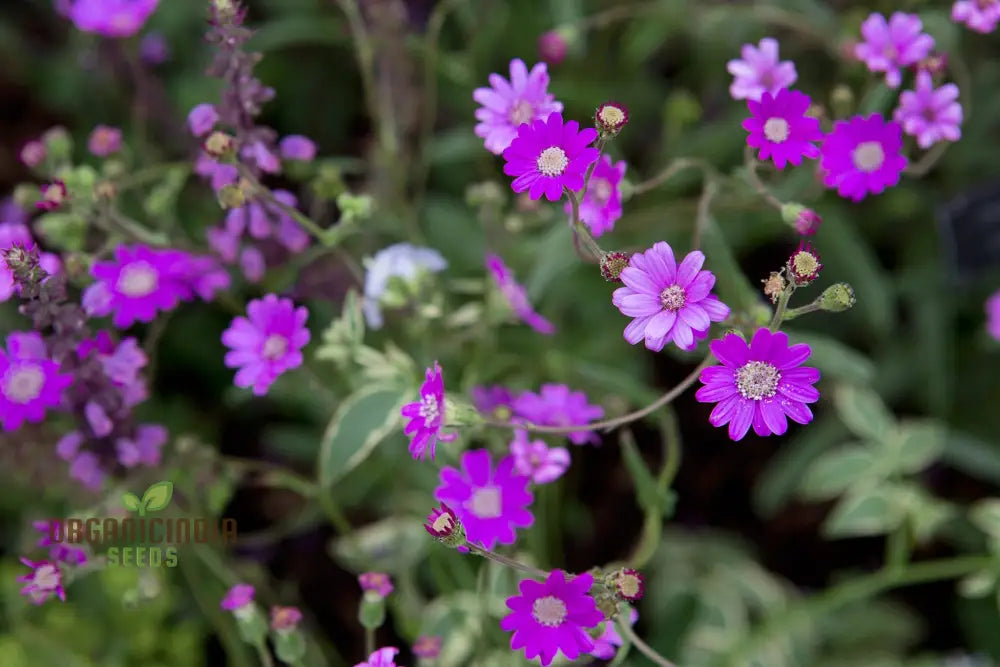 Senecio Polyodon Seeds - Exotic Gardening Plant For Unique Landscapes And Succulent Collections