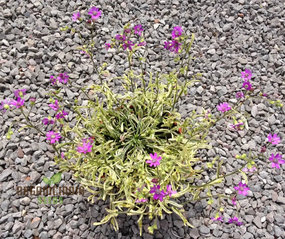 Senecio Polyodon Seeds - Exotic Gardening Plant For Unique Landscapes And Succulent Collections