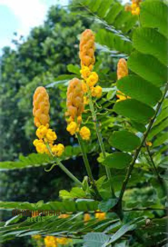 Senna Alata Flower Seeds For Gardening Enthusiasts | Organic Beautiful Yellow Flowering Plants