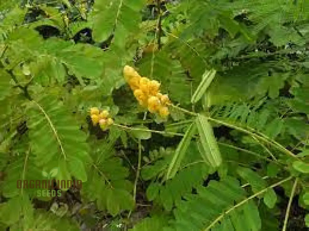 Senna Alata Flower Seeds For Gardening Enthusiasts | Organic Beautiful Yellow Flowering Plants