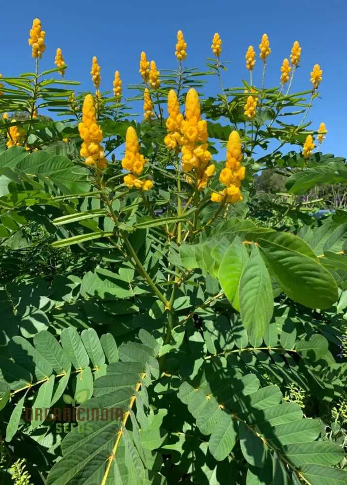 Senna Alata Flower Seeds For Gardening Enthusiasts | Organic Beautiful Yellow Flowering Plants