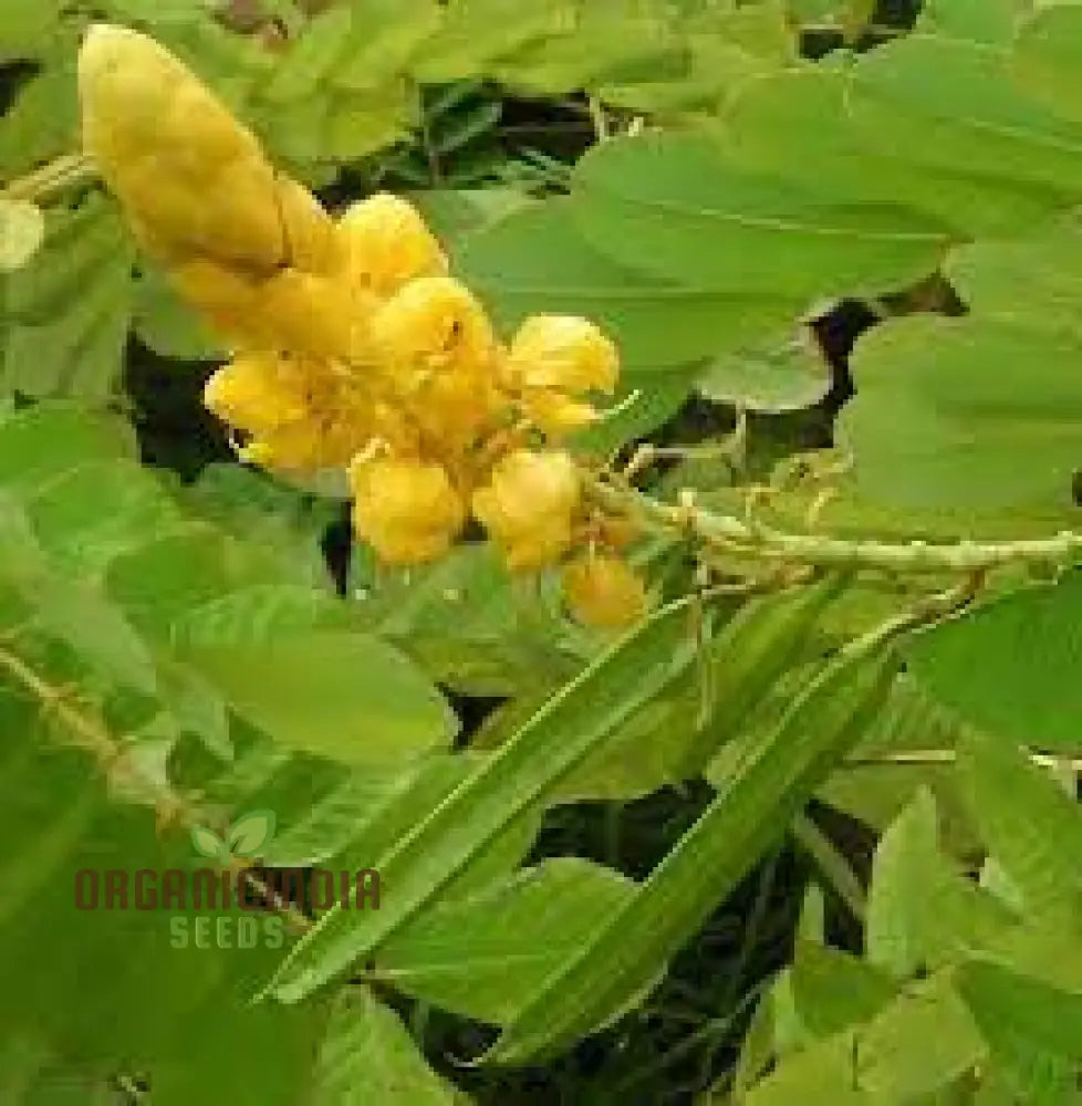 Senna Alata Flower Seeds For Gardening Enthusiasts | Organic Beautiful Yellow Flowering Plants