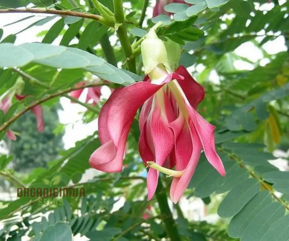 Sesbania Grandiflora Pink Seeds - Rare Exotic Flowering Tree For Garden Planting | Premium Quality