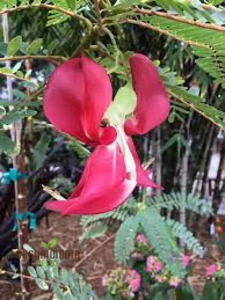 Sesbania Grandiflora Pink Seeds - Rare Exotic Flowering Tree For Garden Planting | Premium Quality