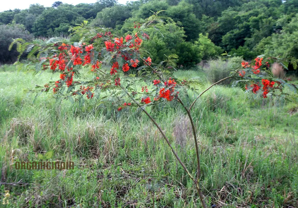 Sesbania Punicea Seeds - Exotic Gardening Delight | Fast-Growing Ornamental Tree For Gardeners