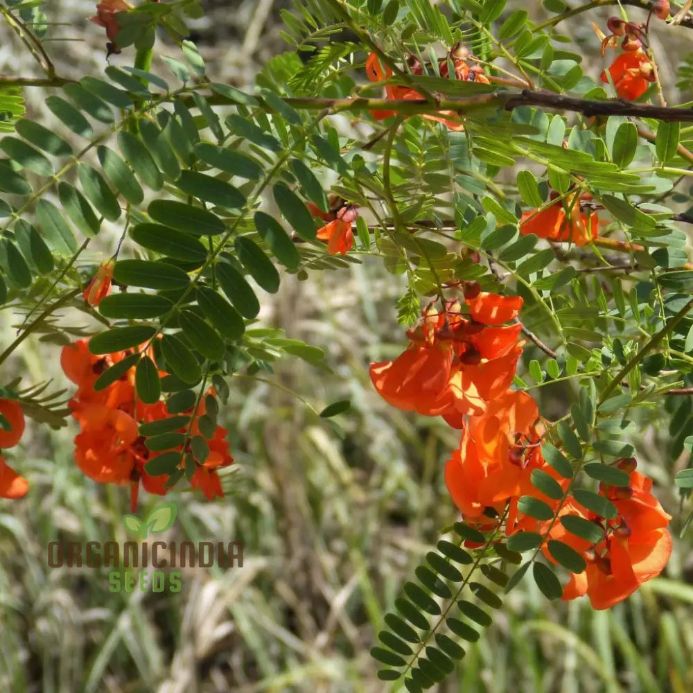 Sesbania Punicea Seeds - Exotic Gardening Delight | Fast-Growing Ornamental Tree For Gardeners