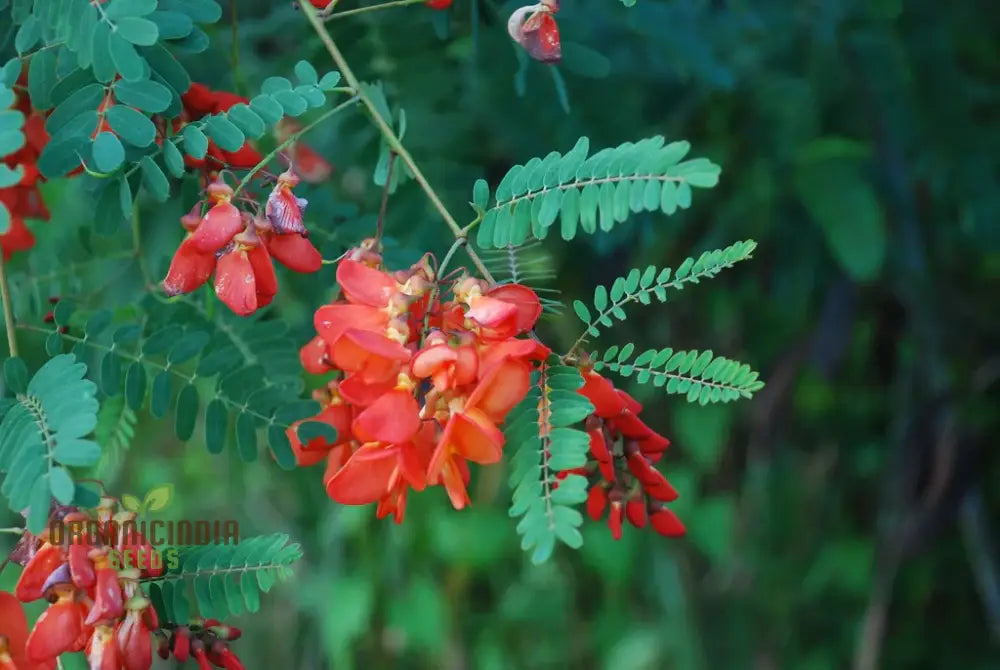 Sesbania Punicea Seeds - Exotic Gardening Delight | Fast-Growing Ornamental Tree For Gardeners