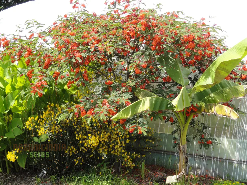 Sesbania Punicea Seeds - Exotic Gardening Delight | Fast-Growing Ornamental Tree For Gardeners