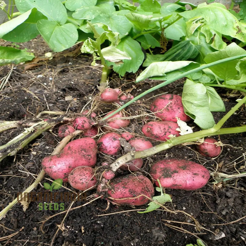 Setanta Potatoes Vegetable Seed Disease Resistant Irish Heirloom Potato Seeds For Home Gardening