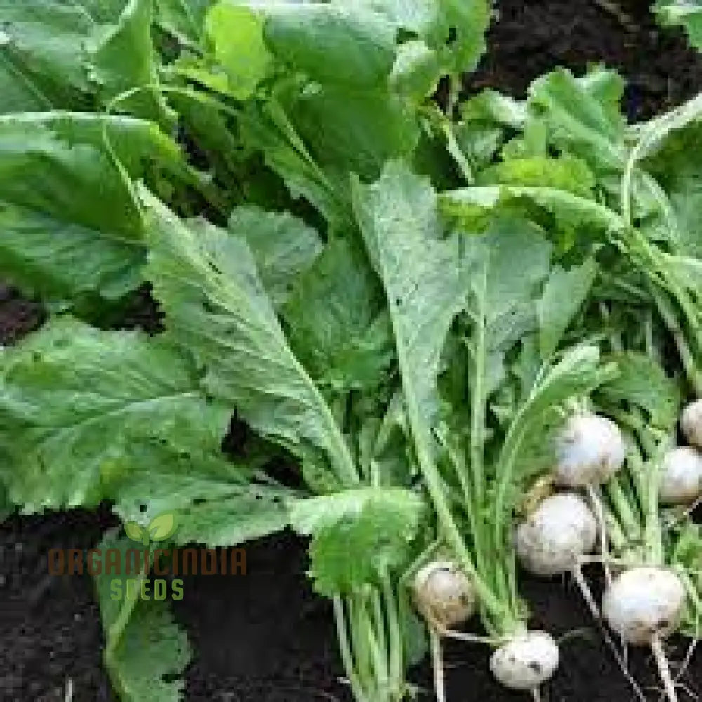 Seven Top Turnip Seeds Heirloom Open Pollinated Non-Gmo Farm & Vegetable Gardening Micro Greens