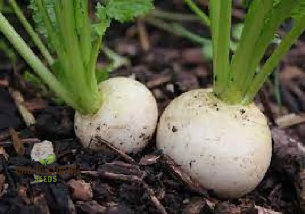 Seven Top Turnip Seeds Heirloom Open Pollinated Non-Gmo Farm & Vegetable Gardening Micro Greens