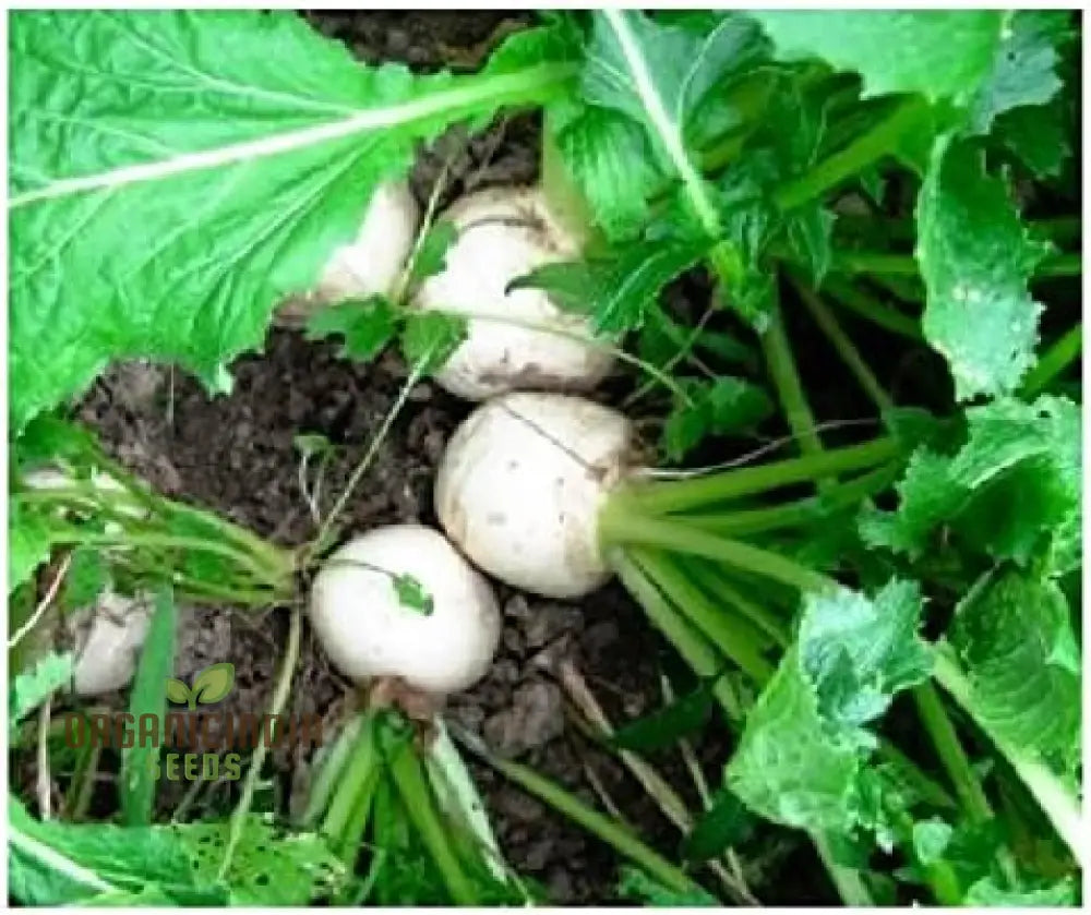 Seven Top Turnip Seeds Heirloom Open Pollinated Non-Gmo Farm & Vegetable Gardening Micro Greens