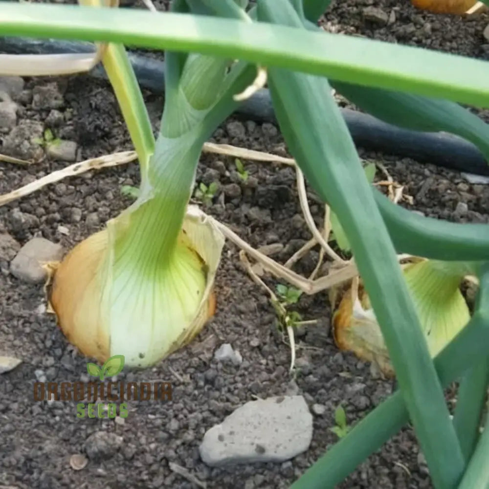 Shallot â€™Zebruneâ€™ Seeds - Sweet And Mild French Echalion For Gourmet Cooking Vegetable