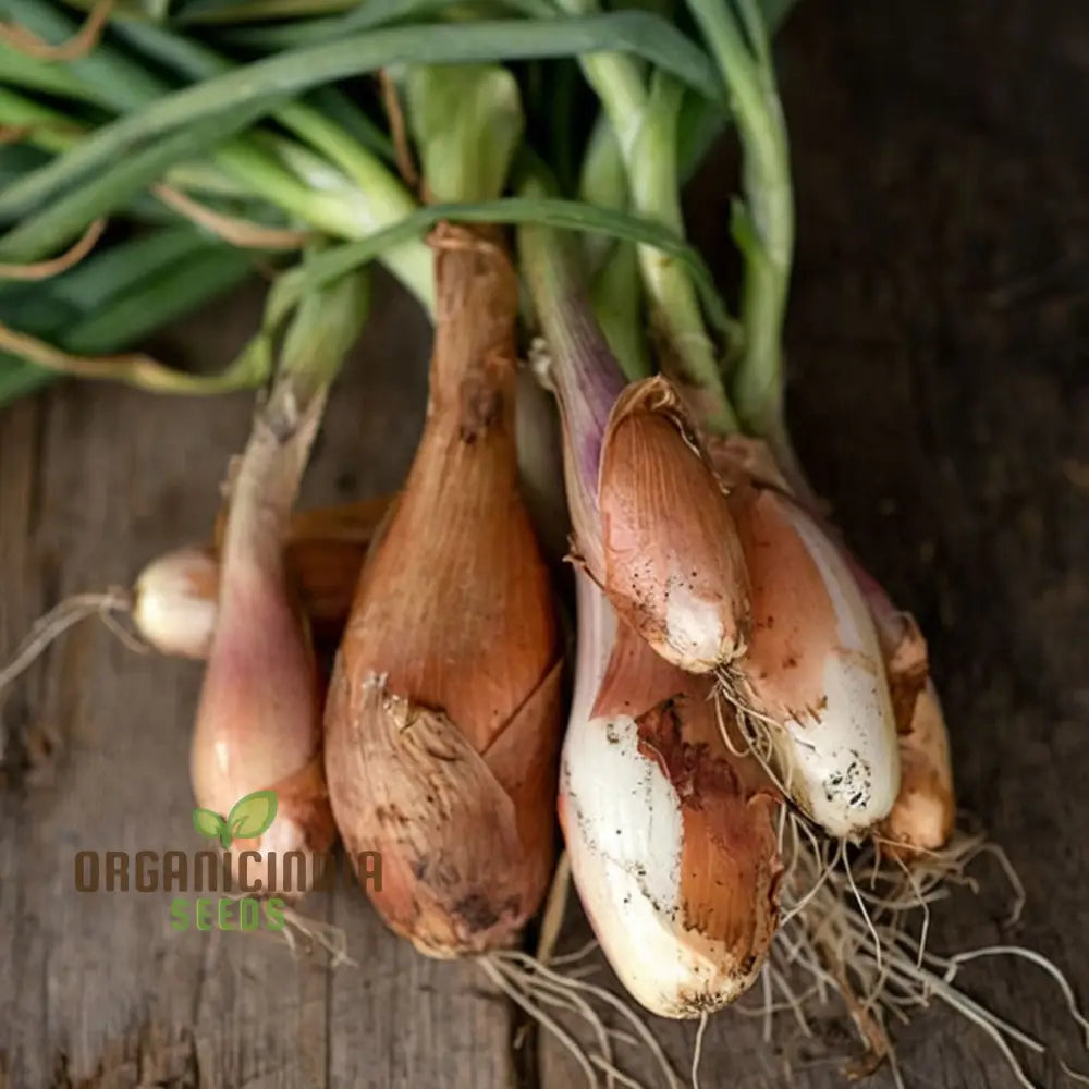 Shallot ’Zebrune’ Seeds - Sweet And Mild French Echalion For Gourmet Cooking Vegetable