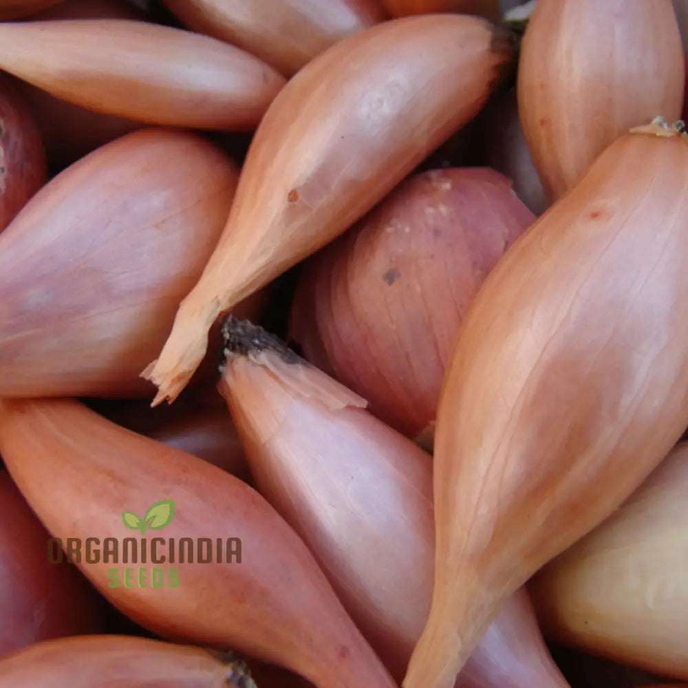 Shallot ’Zebrune’ Seeds - Sweet And Mild French Echalion For Gourmet Cooking Vegetable