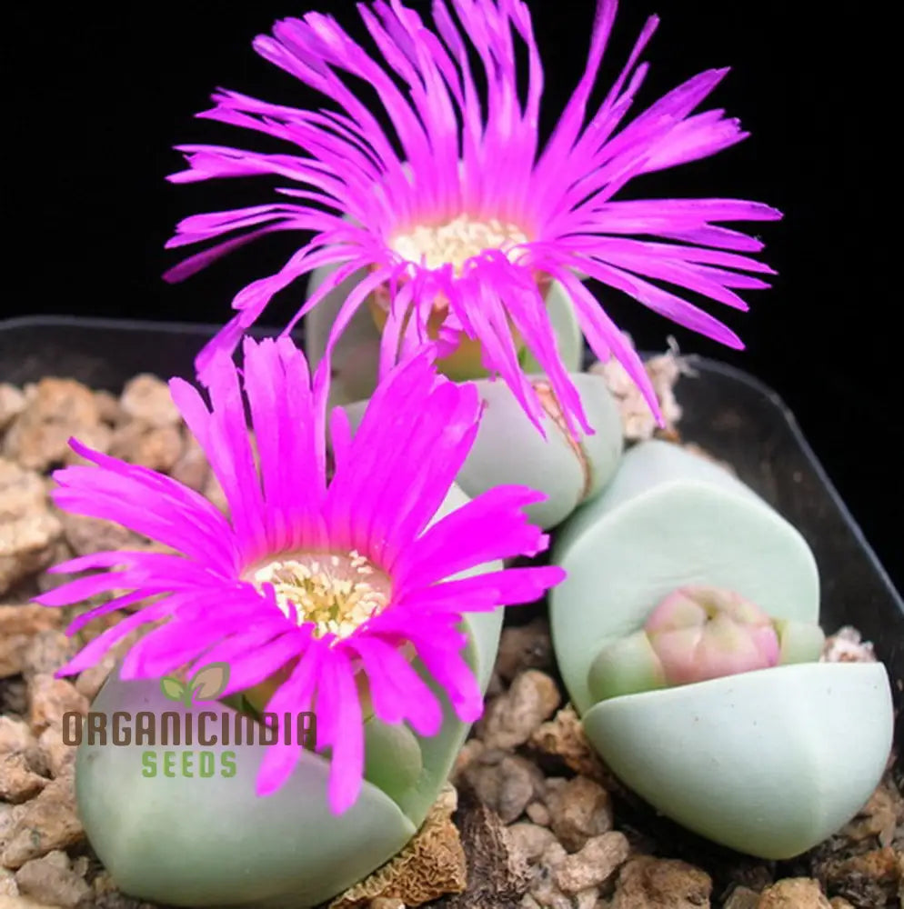 Shark Beak Succulent Seeds - All Seasons Pink For Indoor & Outdoor Gardening Grow Beautiful