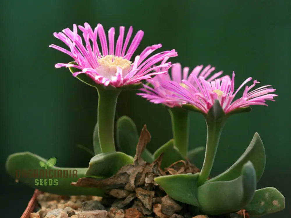 Shark Beak Succulent Seeds - All Seasons Pink For Indoor & Outdoor Gardening Grow Beautiful