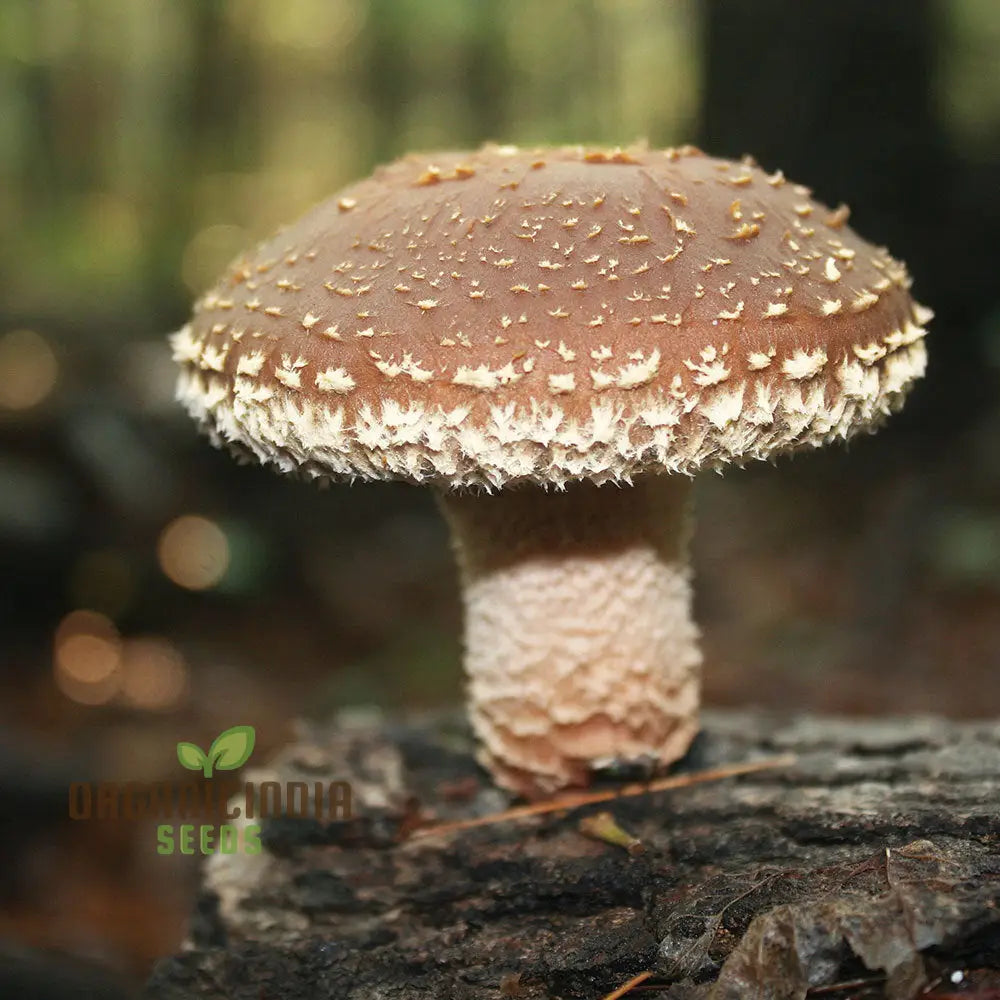 Shiitake Mushroom Vegetable Seeds For A Bountiful And Flavorful Harvest