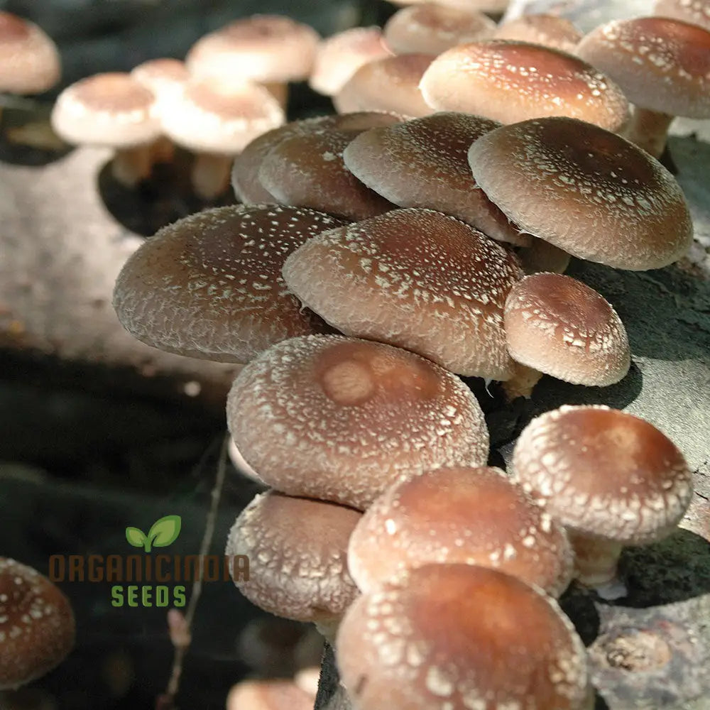 Shiitake Mushroom Vegetable Seeds For A Bountiful And Flavorful Harvest