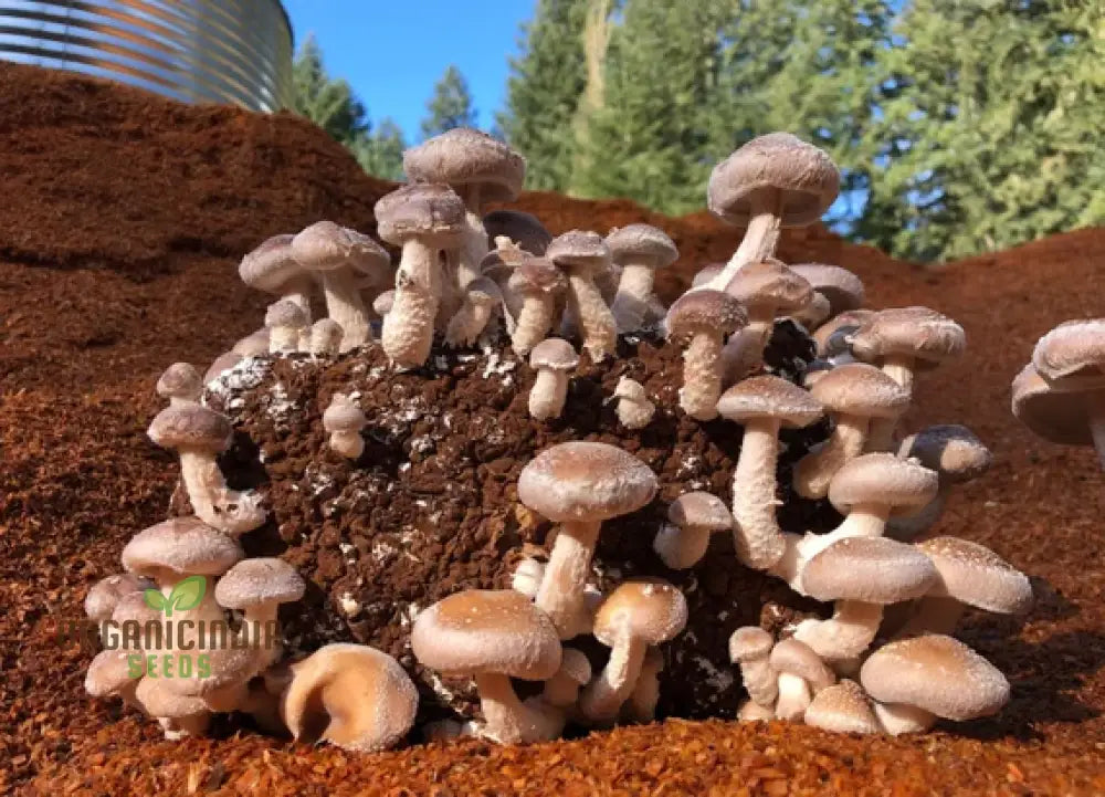 Shiitake Mushroom Vegetable Seeds For A Bountiful And Flavorful Harvest