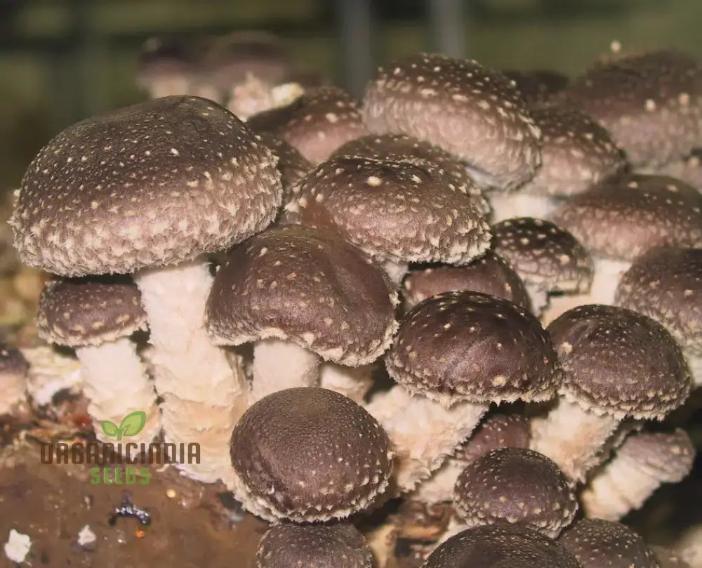 Shiitake Mushroom Vegetable Seeds For A Bountiful And Flavorful Harvest