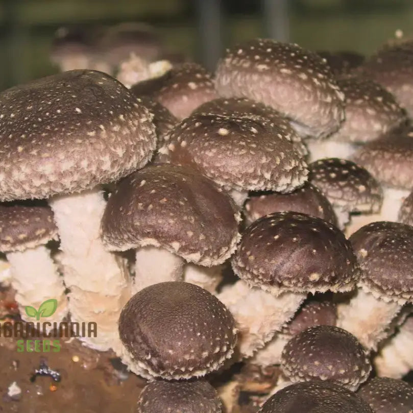 Shiitake Mushroom Vegetable Seeds For A Bountiful And Flavorful Harvest