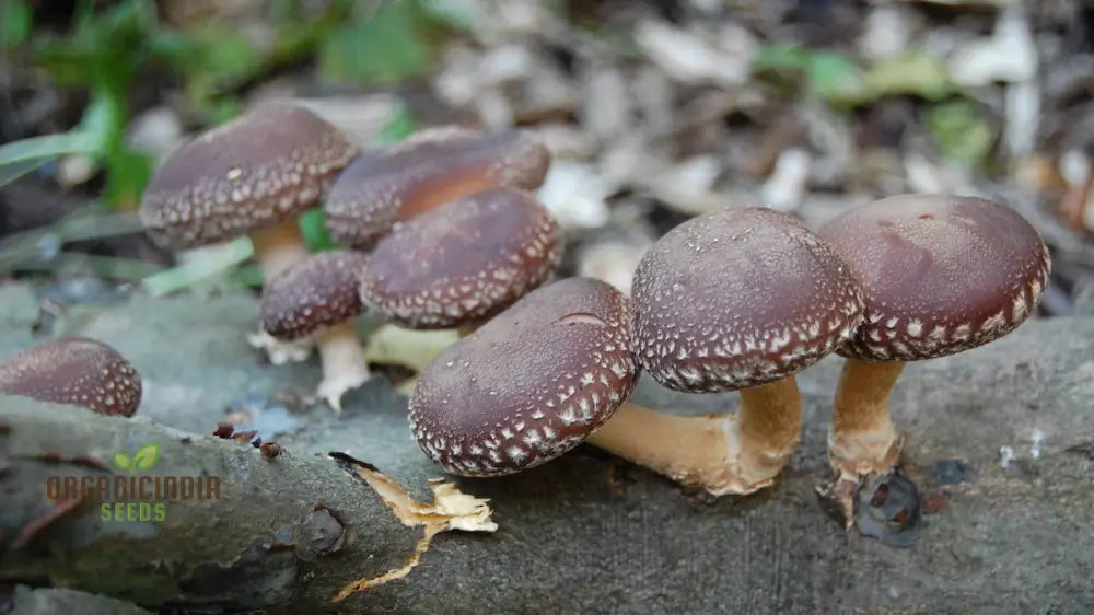 Shiitake Mushroom Vegetable Seeds For A Bountiful And Flavorful Harvest