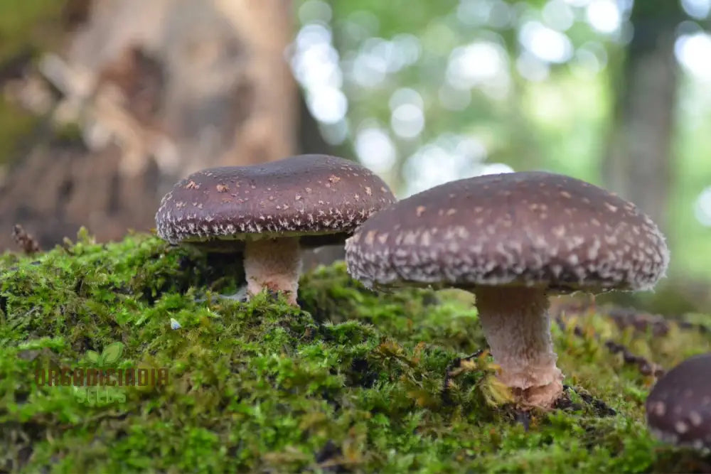 Shiitake Mushroom Vegetable Seeds For A Bountiful And Flavorful Harvest