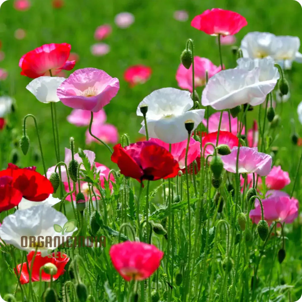 Shirley Mixed Poppy â€™Double Mixtureâ€™ Flower Seeds - Perfect For Creating A Stunning Garden Oasis