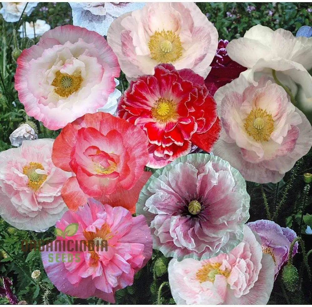 Shirley Mixed Poppy ’Double Mixture’ Flower Seeds - Perfect For Creating A Stunning Garden Oasis