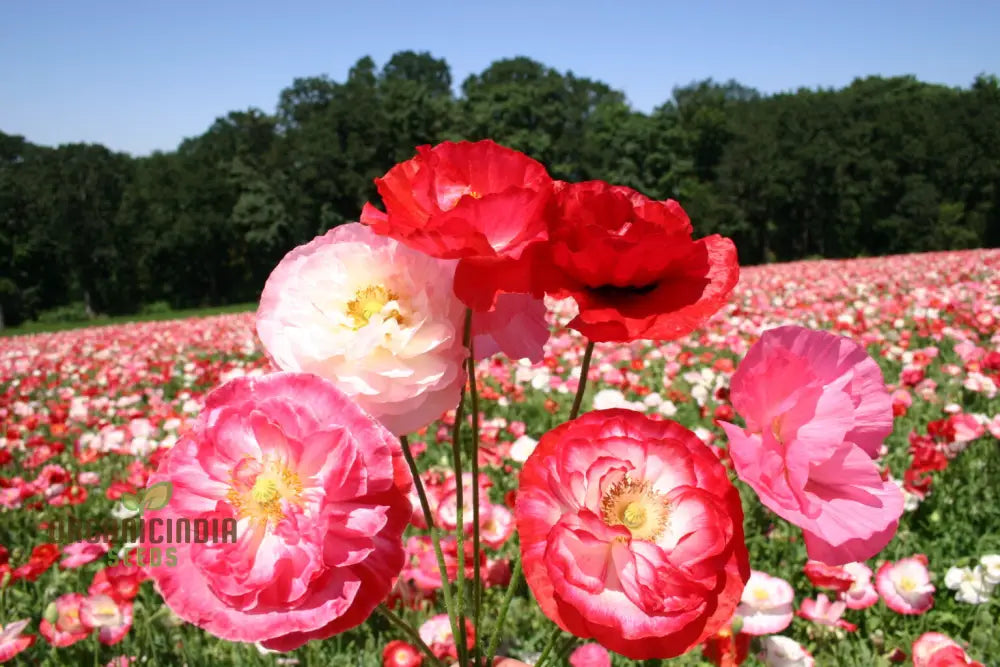 Shirley Mixed Poppy â€™Double Mixtureâ€™ Flower Seeds - Perfect For Creating A Stunning Garden Oasis