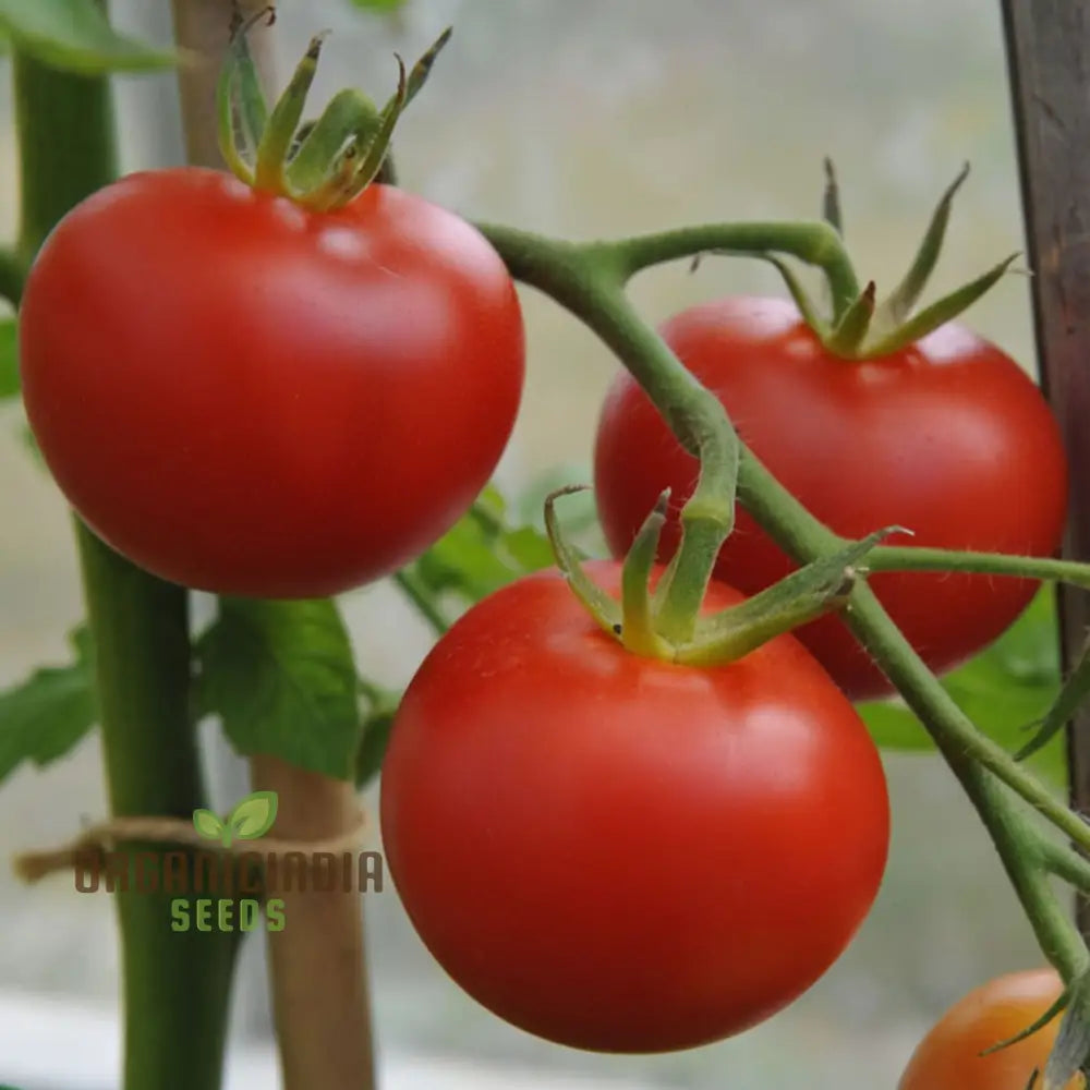 Shirley Tomato Seeds - Classic And Reliable Variety For Your Garden