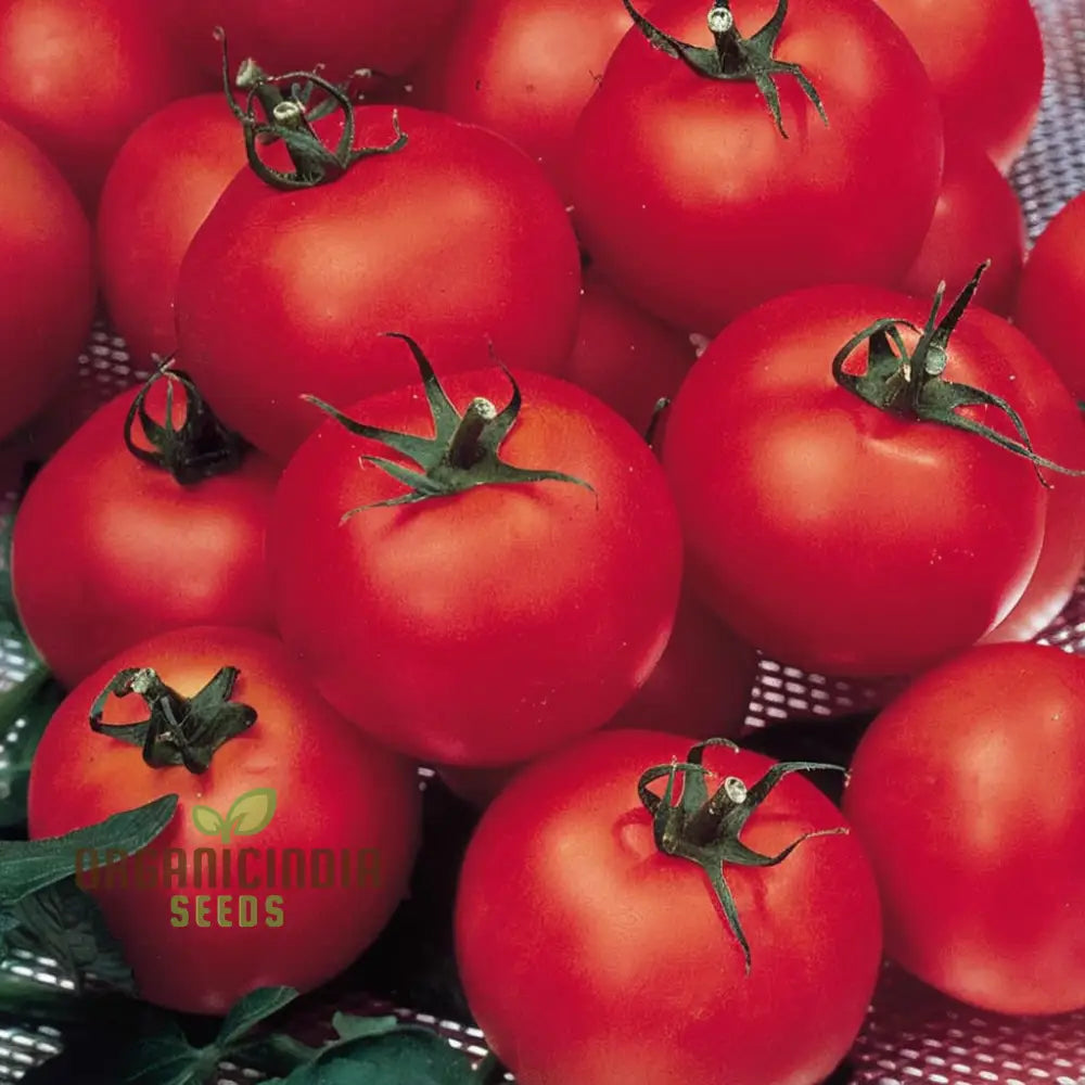 Shirley Tomato Seeds - Classic And Reliable Variety For Your Garden