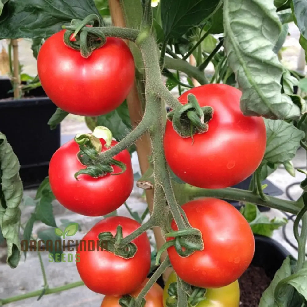 Shirley Tomato Seeds - Classic And Reliable Variety For Your Garden