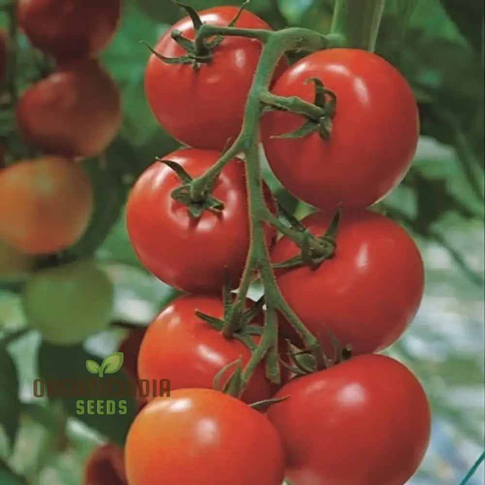 Shirley Tomato Seeds - Classic And Reliable Variety For Your Garden