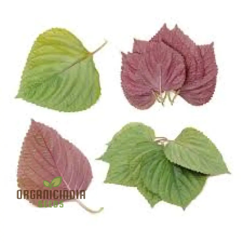 Shiso - Britton (Perilla) Seeds For Planting And Gardening | Premium Quality