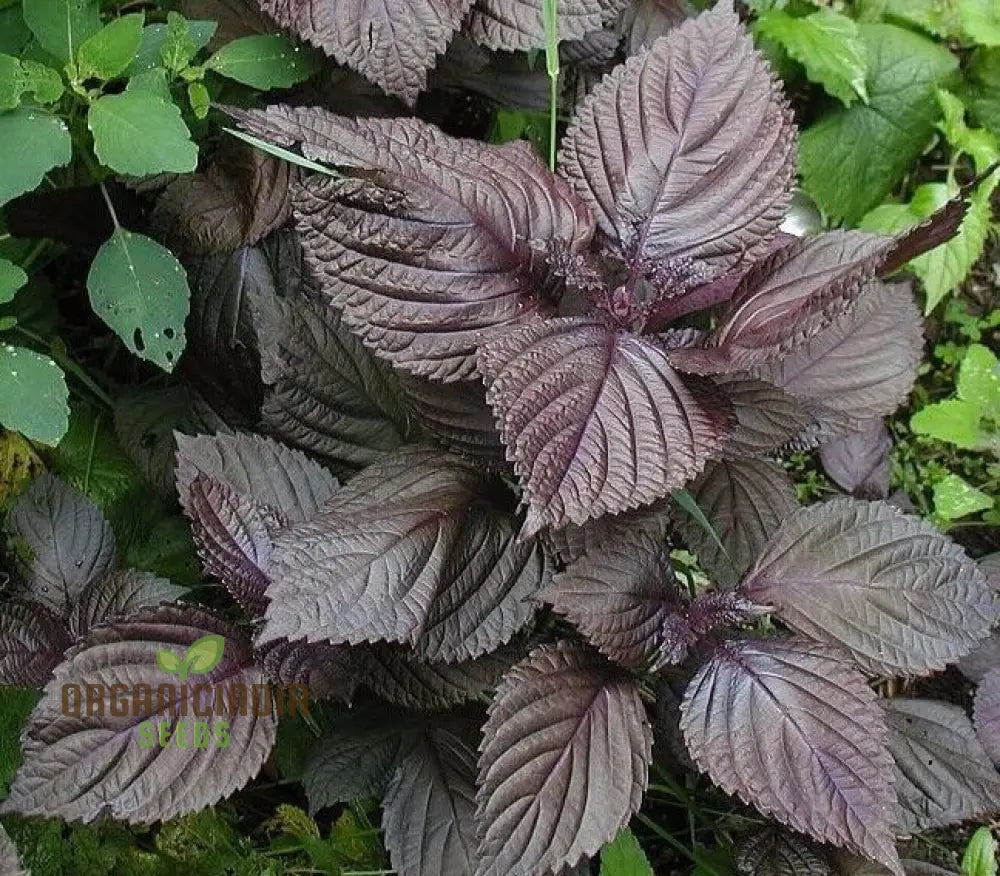 Shiso - Japanese Red (Perilla) Herb Seeds For Planting Grow Vibrant Leaves At Home