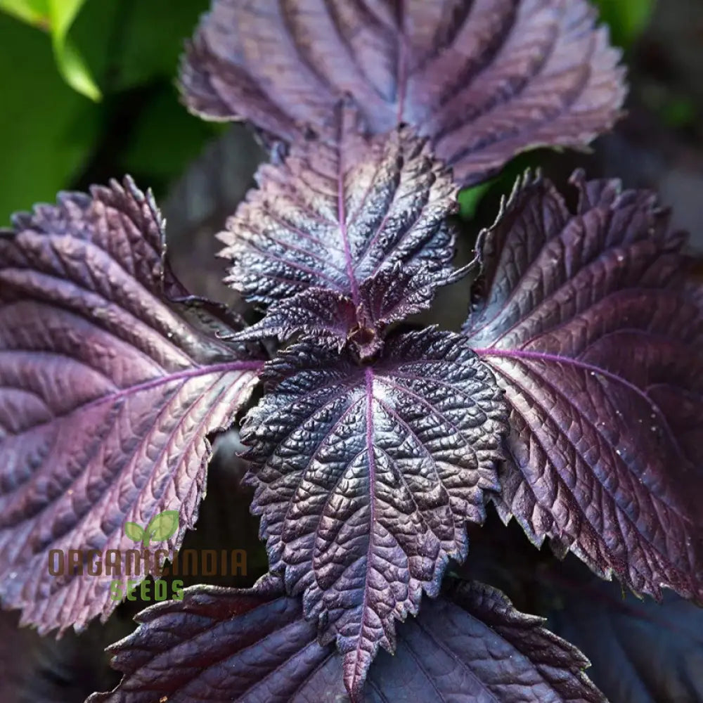 Shiso - Japanese Red (Perilla) Herb Seeds For Planting Grow Vibrant Leaves At Home