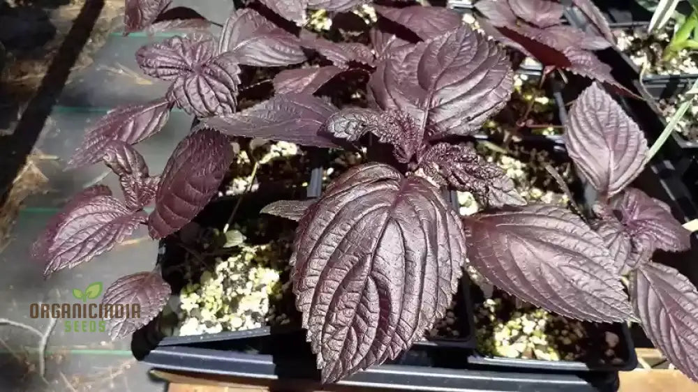 Shiso - Japanese Red (Perilla) Herb Seeds For Planting Grow Vibrant Leaves At Home