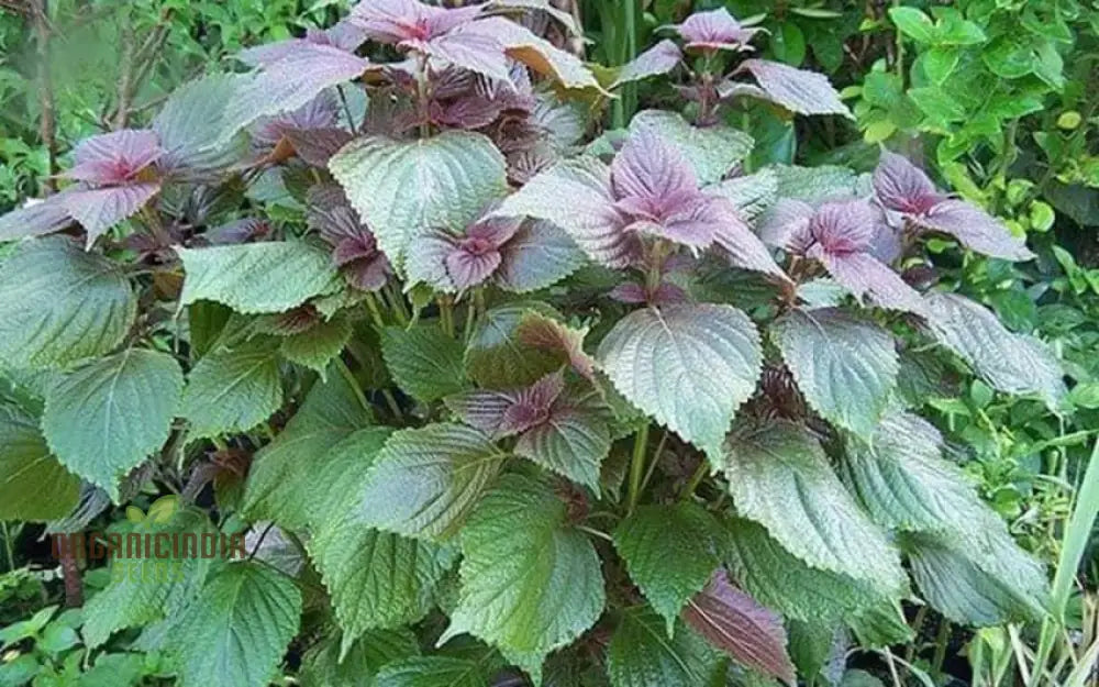 Shiso - Jeok Ssam Ip (Perilla) Herb Seeds For Planting Grow Fresh Leaves At Home