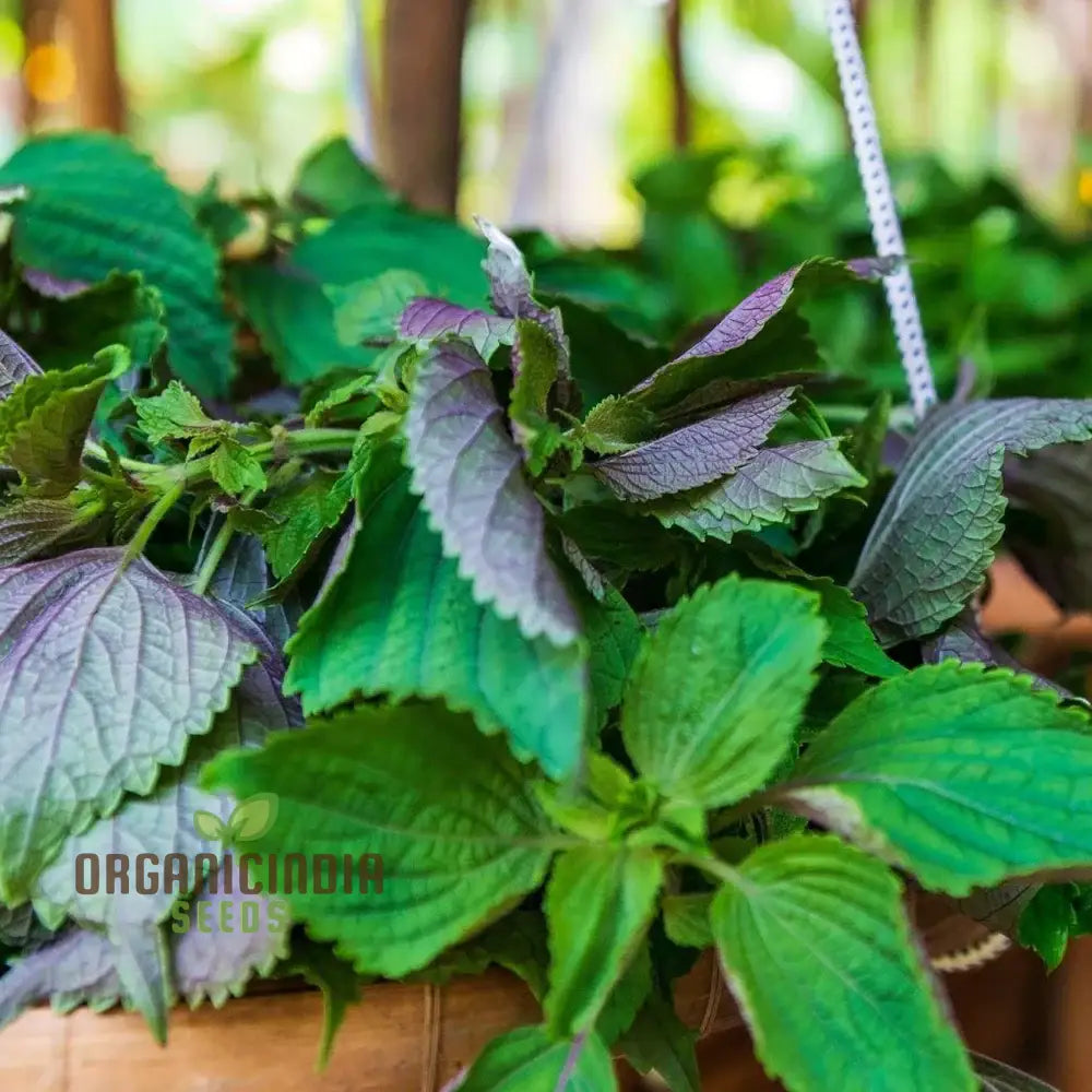 Shiso - Jeok Ssam Ip (Perilla) Herb Seeds For Planting Grow Fresh Leaves At Home