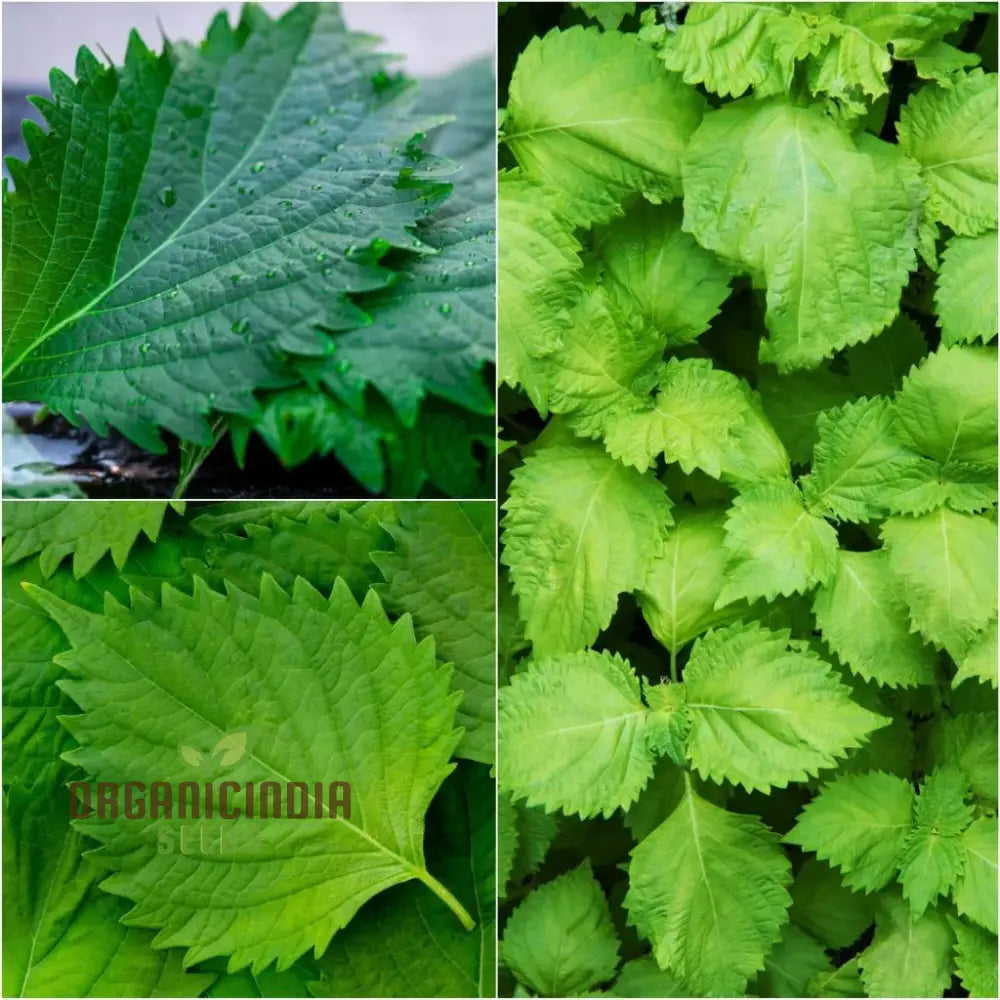 Shiso - Jeok Ssam Ip (Perilla) Herb Seeds For Planting Grow Fresh Leaves At Home